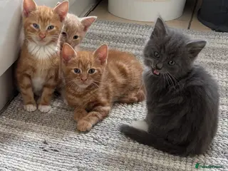 Mixed Breed cats Kittens for Sale - Advert 7