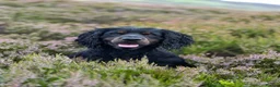 Cocker Spaniel dogs for sale: KC registered Cocker spaniel puppies  - Advert 3