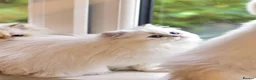 British Longhair cats for sale: TICA Pedigree Top Quality British Long Hair Kitten - Advert 15