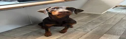 Dobermann dogs for sale: 1 Year Old Doberman Boy - Advert 4