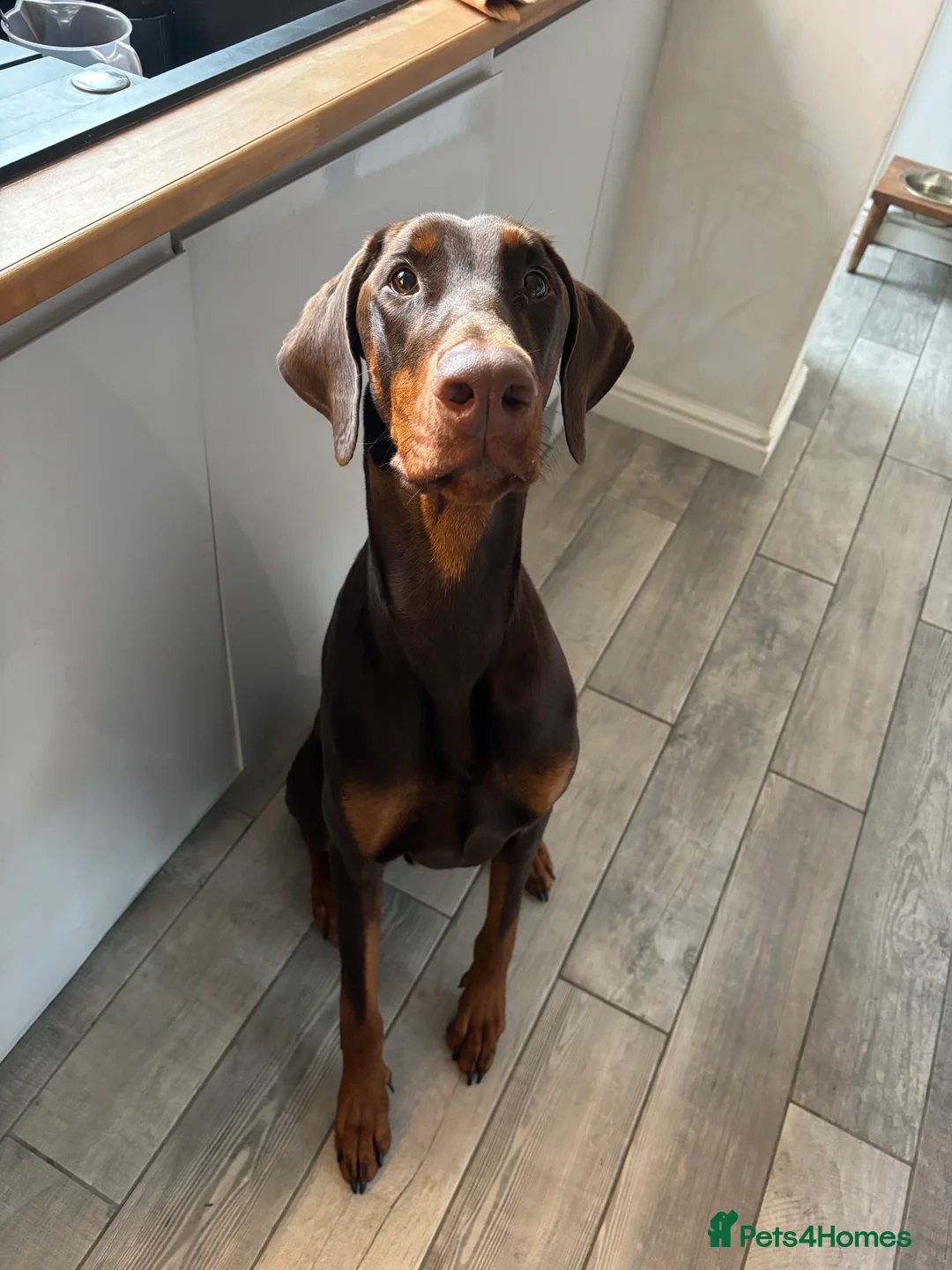 Dobermann dogs for sale: 1 Year Old Doberman Boy - Advert 4