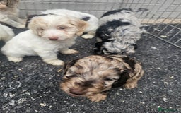Cockapoo dogs for sale: Cockapoo puppies 🐶  - Image 16
