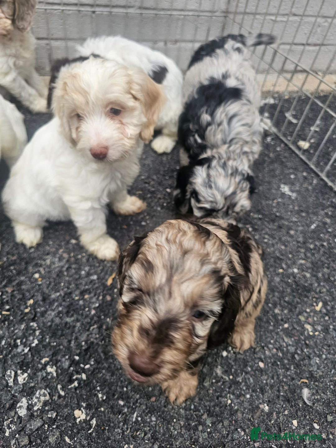 Cockapoo dogs for sale: Cockapoo puppies 🐶  - Image 16