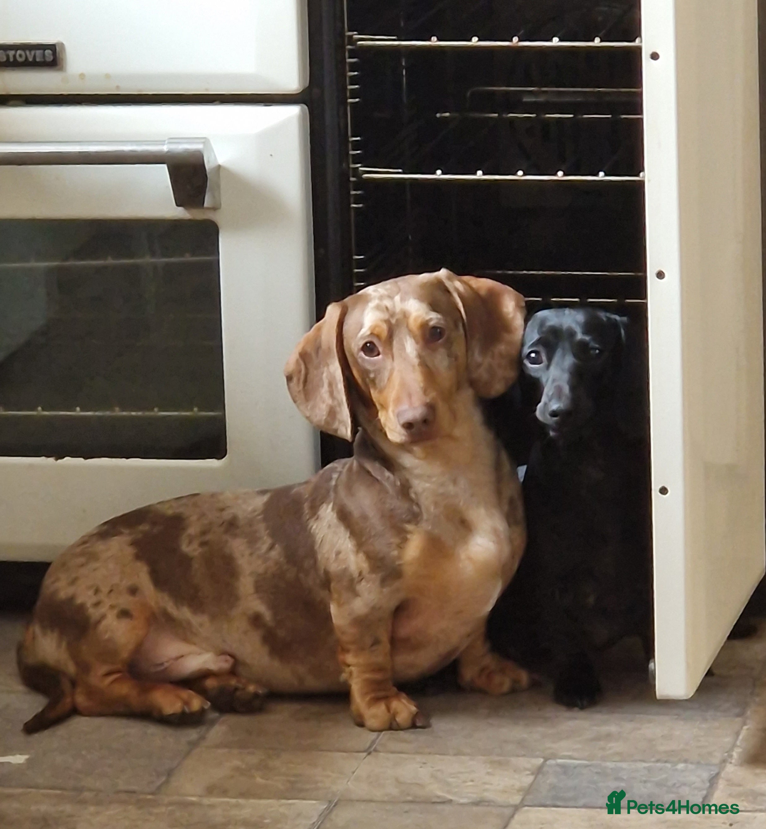 Miniature Dachshund dogs Tiny Timothy wants to cuddle you. - Advert 2