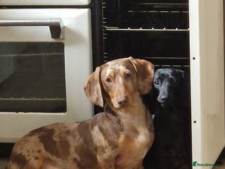 Miniature Dachshund dogs Tiny Timothy wants to cuddle you. - Advert 2