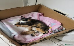 Mixed Breed cats for sale: 5 beautiful kittens - Image 10