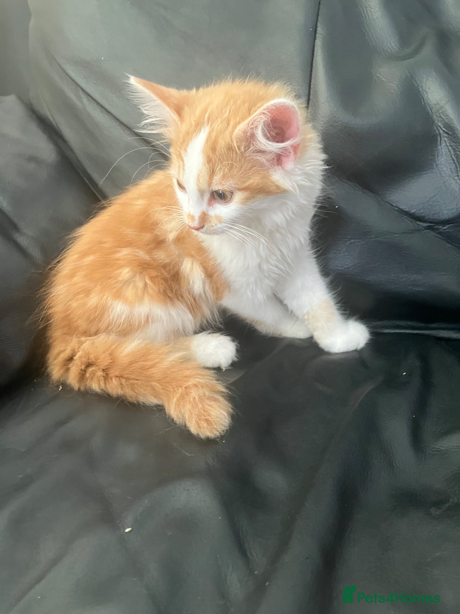 Norwegian Forest Cat cats for sale: Beautiful Norwegian Forest Kittens in Maidstone - Advert 3
