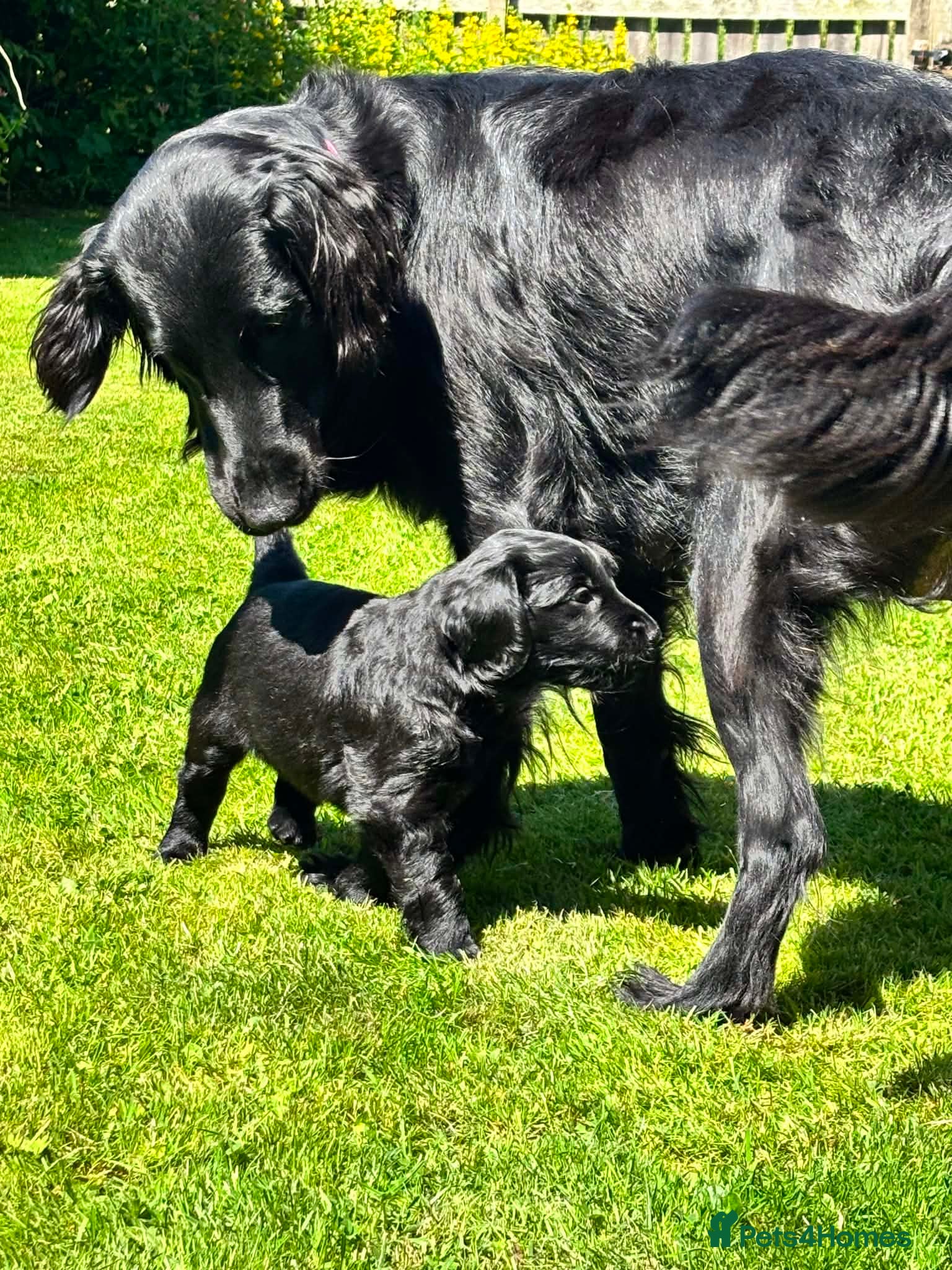 Flat coated Retriever dogs RKC registered Flat Coated Retrievers - Advert 8