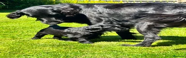 Flat coated Retriever 1