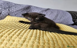 Mixed Breed cats for sale: Scottish Fold Kittens! Ready for loving home - Image 13