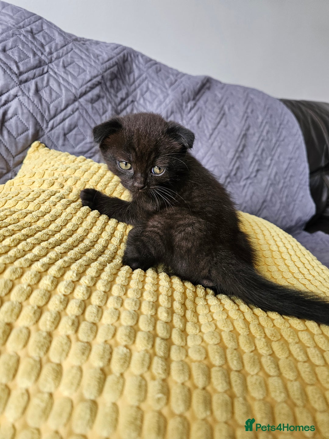 Mixed Breed cats for sale: Scottish Fold Kittens! Ready for loving home - Image 13