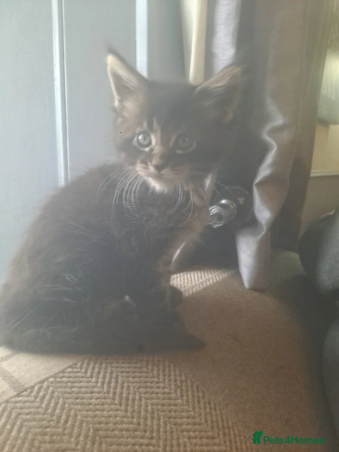 Maine Coon cats for sale: Tica registered pedigree poly Maine Coons. - Advert 2