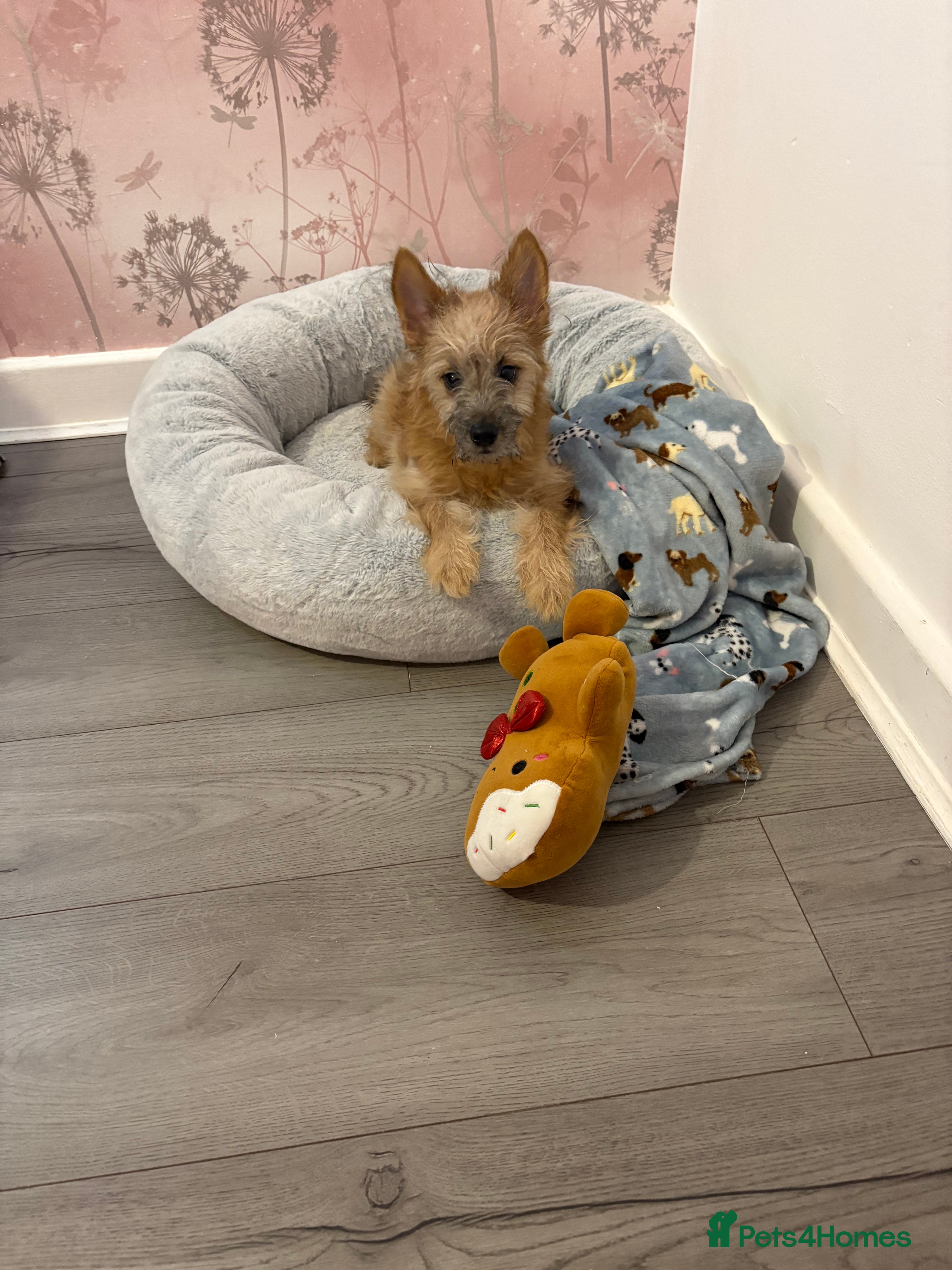 Chorkie dogs 6 month old chorkie male puppy  - Advert 7
