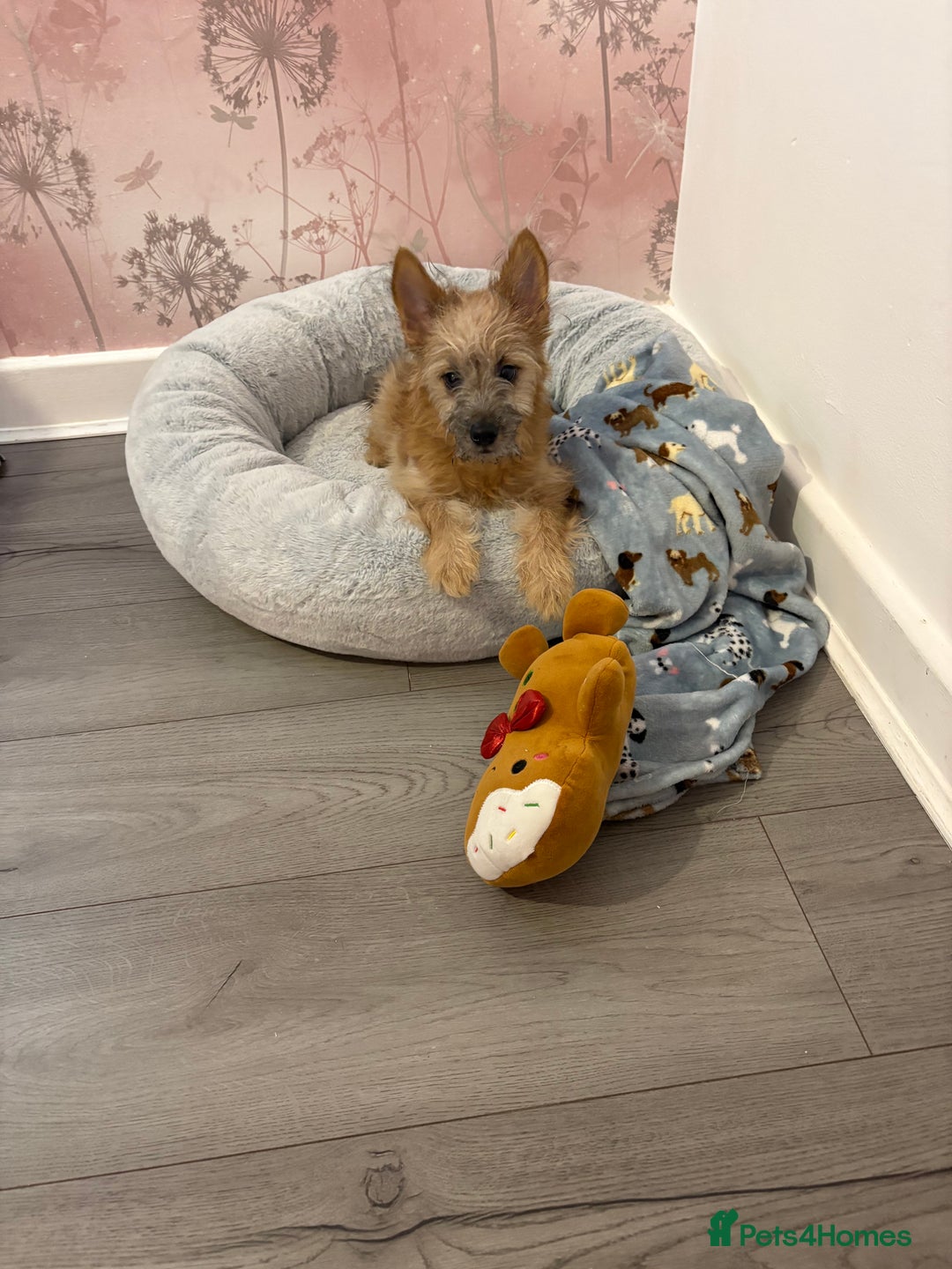 Chorkie dogs for sale: 6 month old chorkie male puppy  - Advert 1