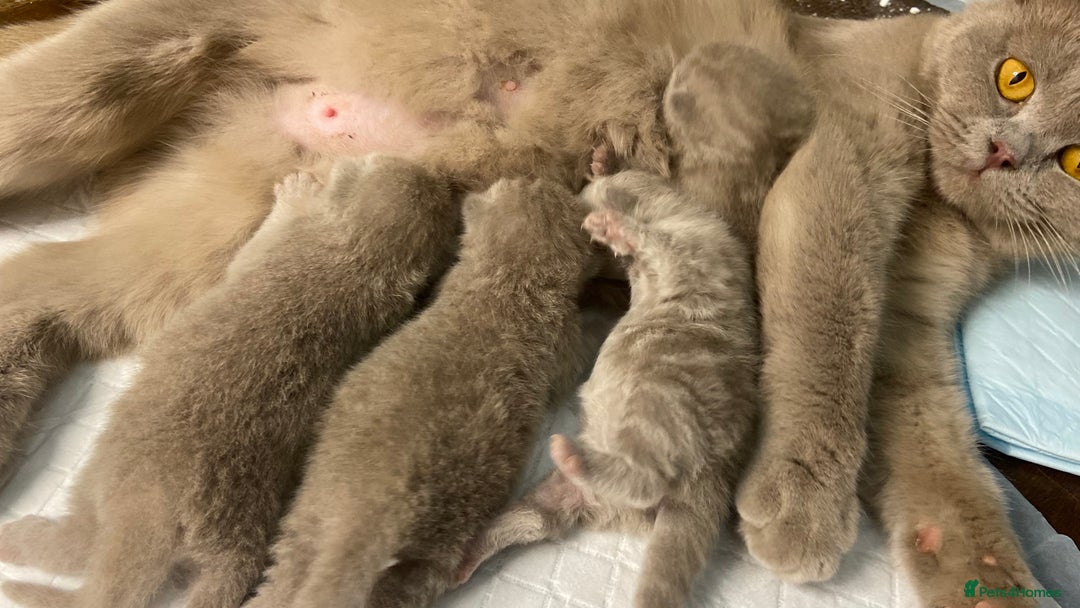 British Shorthair cats for sale: 🐱Adorable Rare Lilac British Shorthair Kittens - Image 21