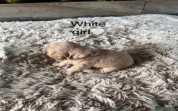 Cavapoo dogs for sale: ⭐️F1B COCKAPOO PUPS⭐️ - Image 10