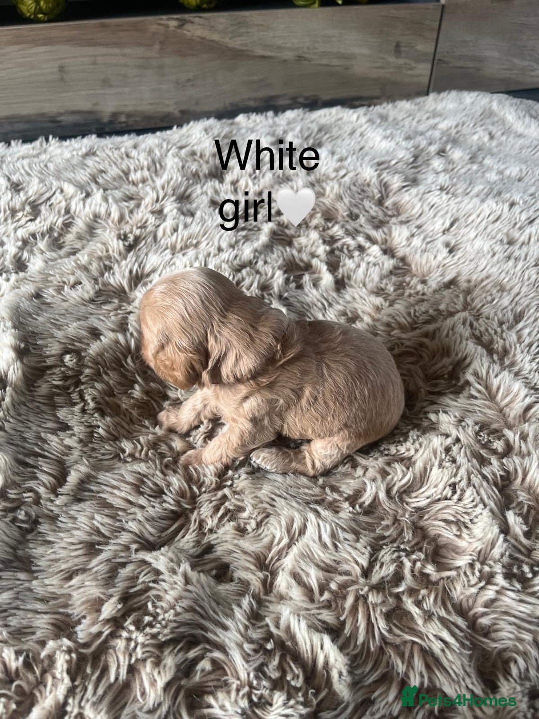 Cavapoo dogs for sale: ⭐️F1B COCKAPOO PUPS⭐️ - Image 10