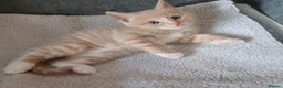Mixed Breed cats for sale: 4 Girls and 1 boy😍😍 - Advert 7