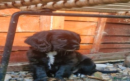 Mixed Breed dogs for sale: Cockalier  - Image 2
