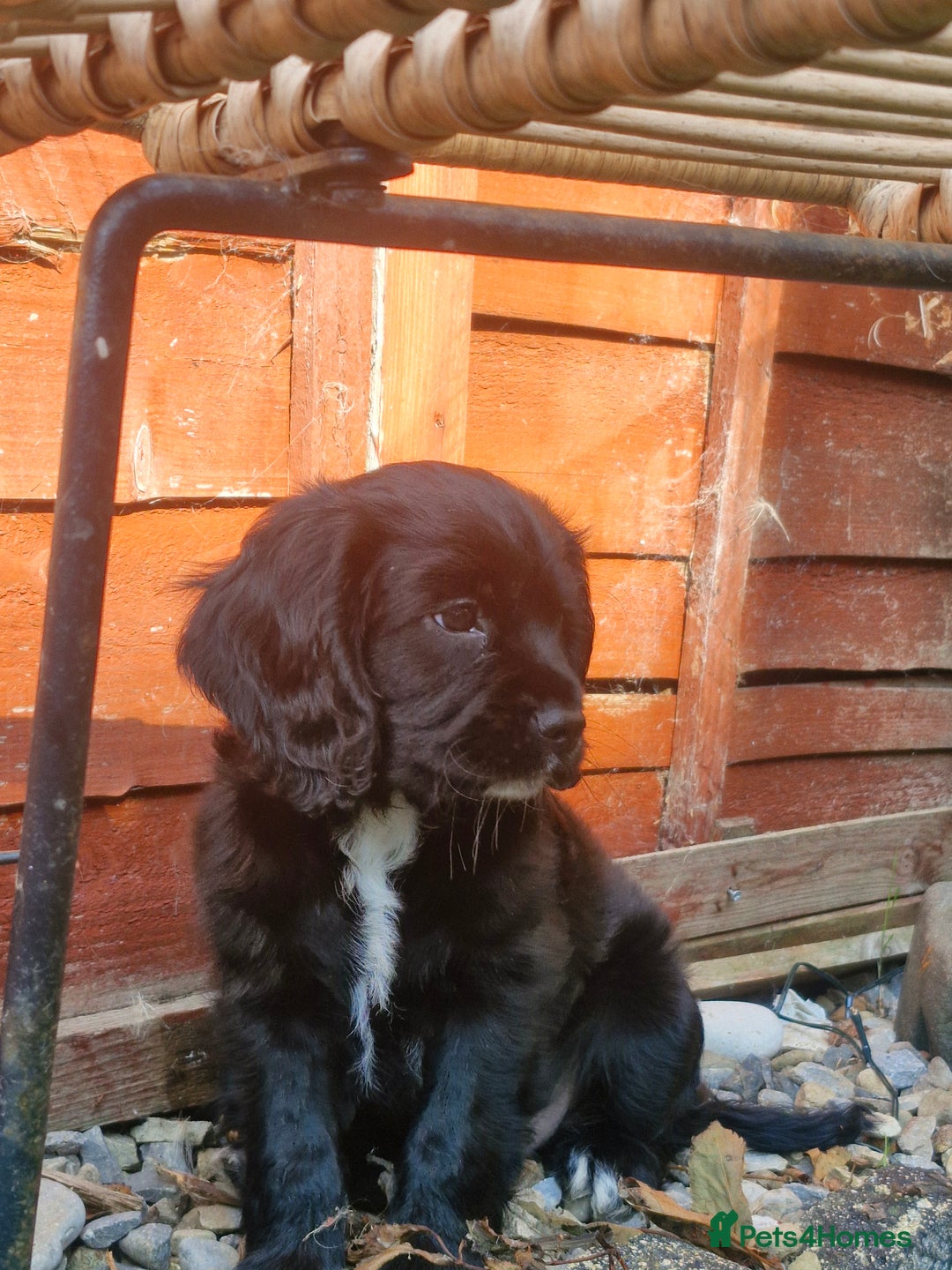 Mixed Breed dogs for sale: Cockalier  - Image 2