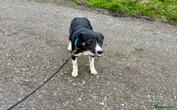 Border Collie dogs for sale: Border Collie  - Image 4