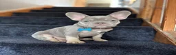 French Bulldog dogs for stud: Stud for sale  - Advert 6