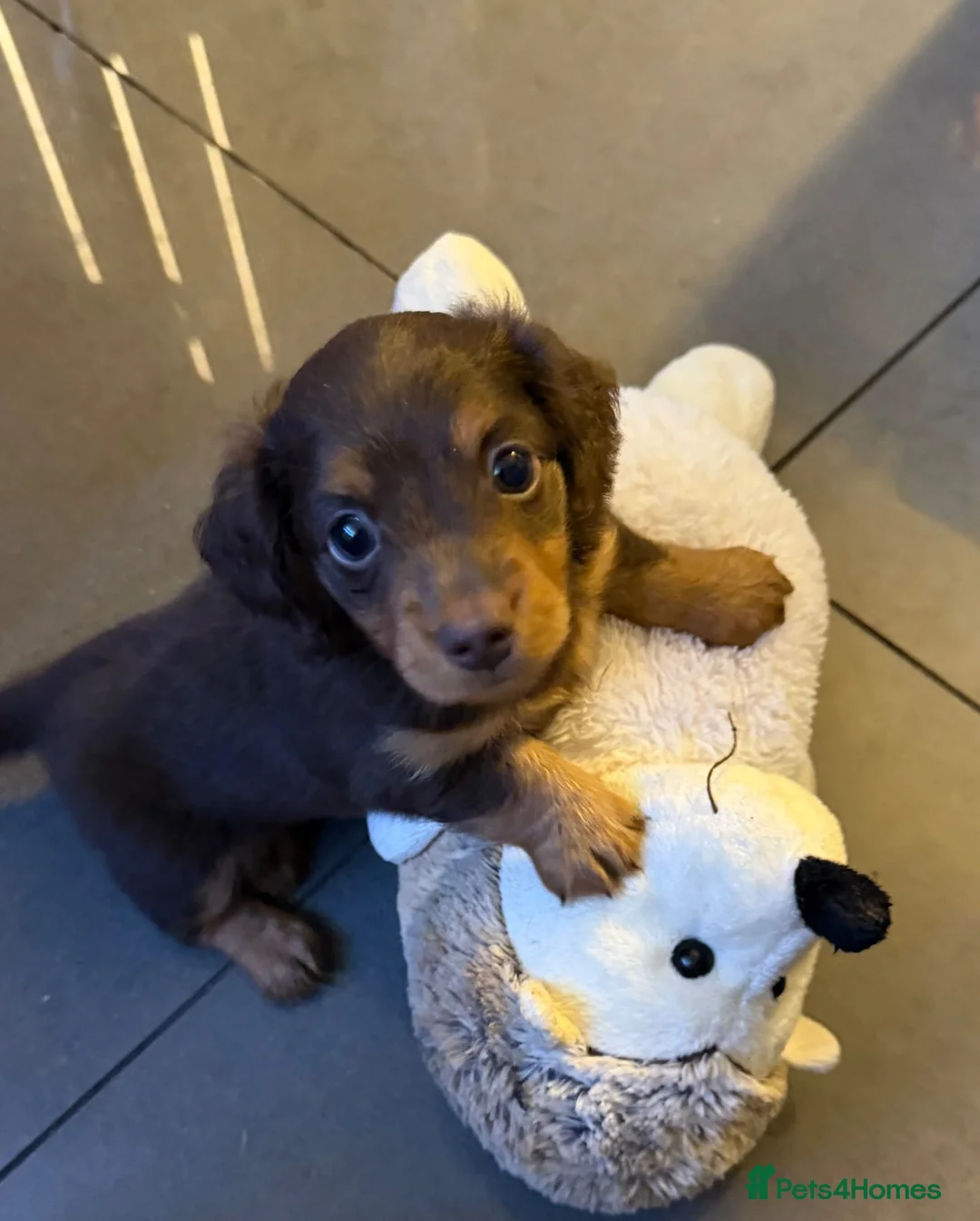 Miniature Dachshund dogs for sale: Miniature long haired dachshund puppies - Advert 2