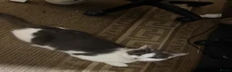 Mixed Breed cats for sale: 1 Male silver kitten and his mother  - Advert 1