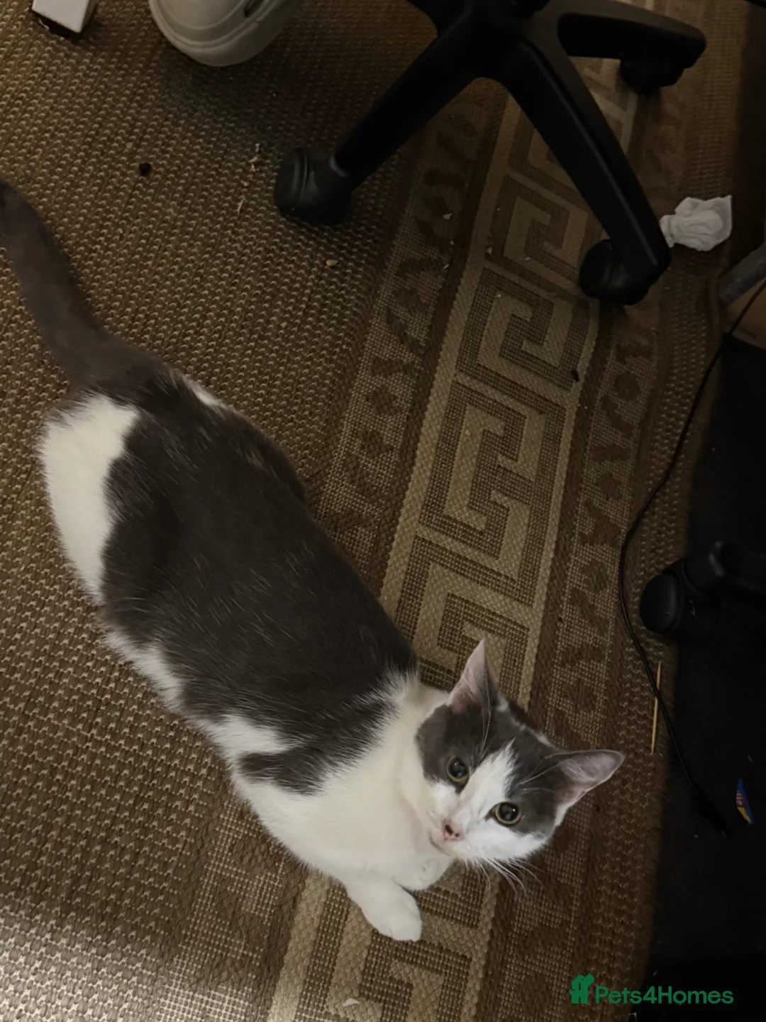 Mixed Breed cats for sale: 1 Male silver kitten and his mother  - Advert 1