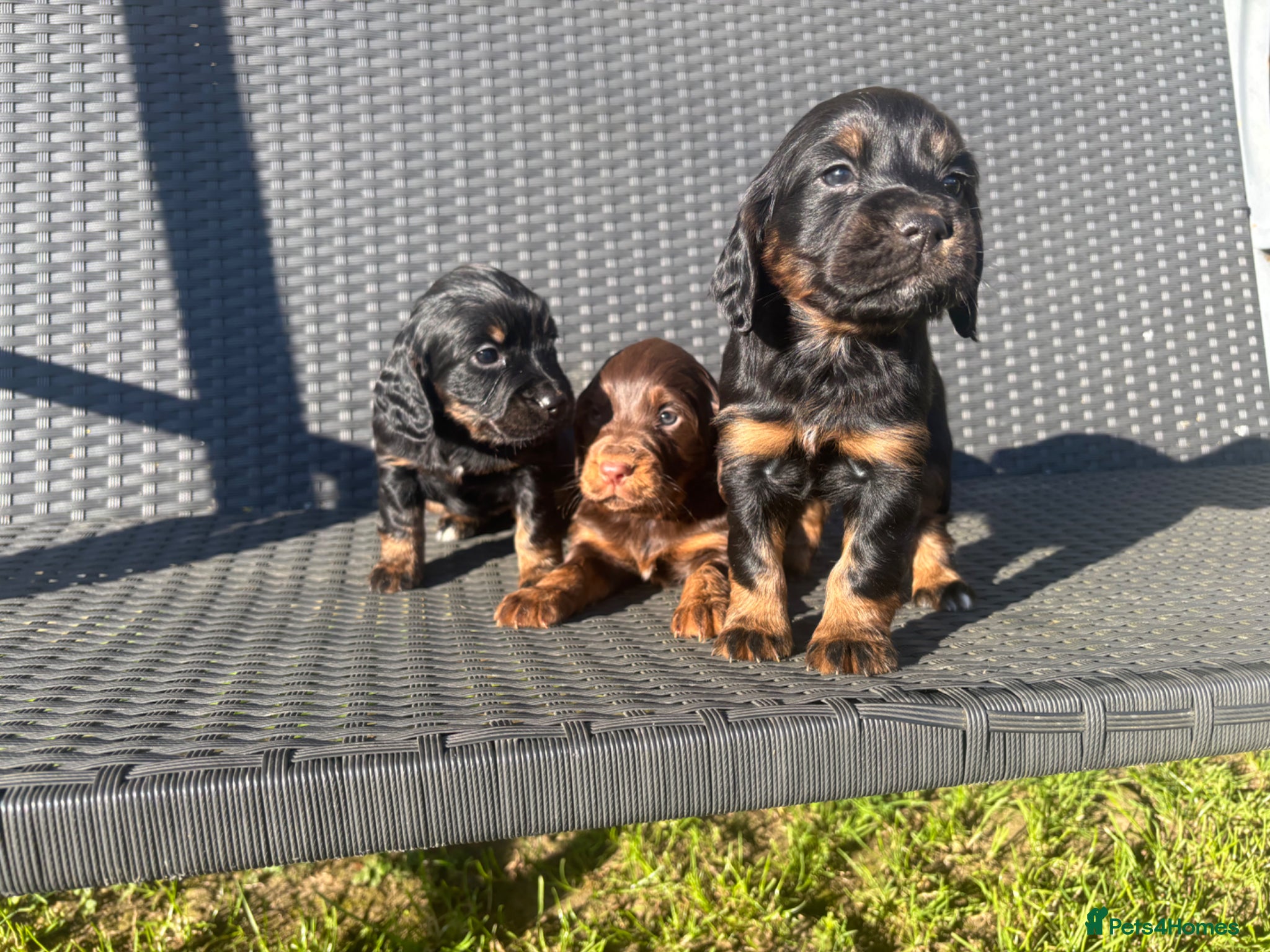 Cocker Spaniel dogs Tri Coloured Spaniels - Advert 9