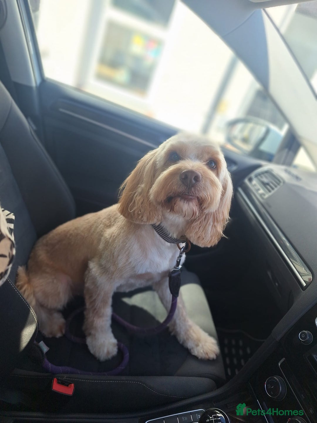 Cockapoo dogs for stud: Cooper - Advert 5