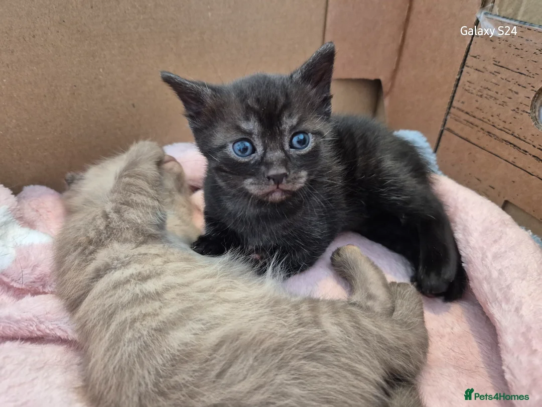 Mixed Breed cats for sale: 1 female kitten  - Advert 6