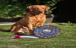 Labrador Retriever dogs for sale: Extensively Health tested Red fox Labradors 🧡 - Image 13