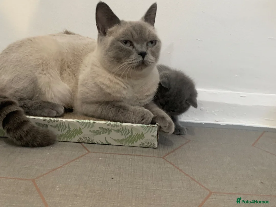 British Shorthair cats for sale: British shorthaired kittens  in High Peak - Advert 2
