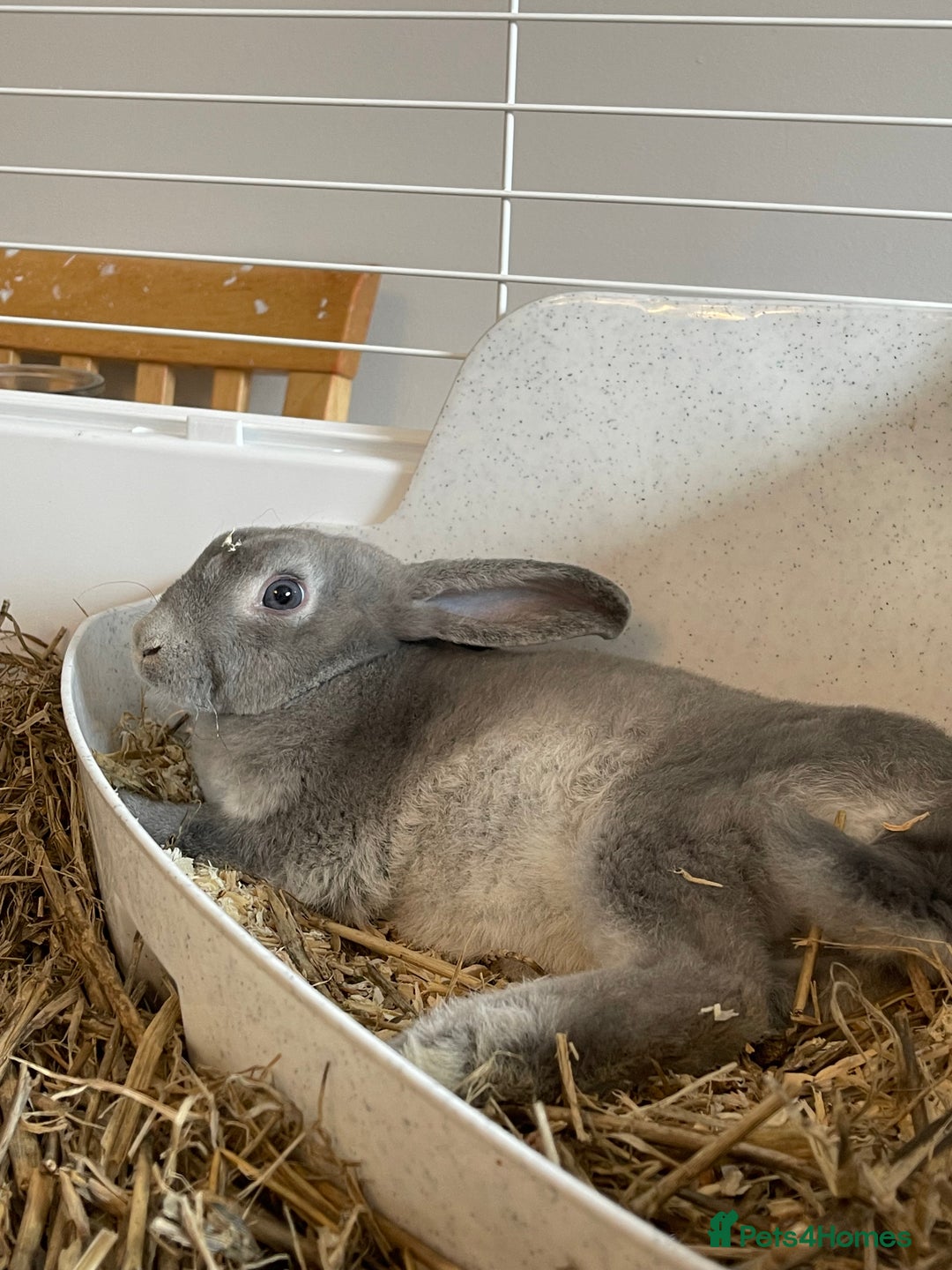 Mixed Breed rabbits for sale: Male and female neutered rabbits - Advert 6