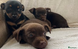 Jack Russell dogs for sale: Miniature Jack Russel’s - Image 12