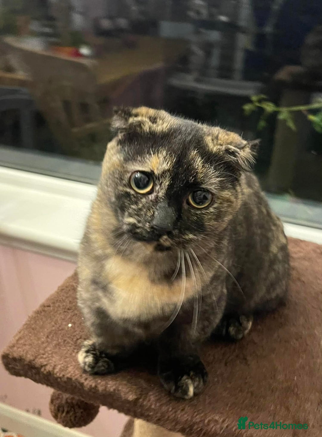 Munchkin cats for sale: Munchkin x Scottish Fold - Advert 19