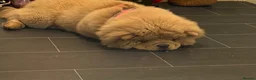 Chow Chow dogs for sale: Miss Alianah in Southampton - Advert 4