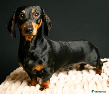 Miniature Dachshund dogs KC Pra clear Black & Tan at stud 4.6kg in Corwen - Advert 22