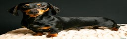 Miniature Dachshund dogs for stud: KC Pra clear Black & Tan at stud 4.6kg in Corwen - Advert 1