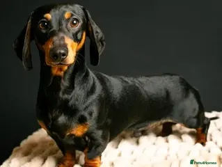 Miniature Dachshund dogs KC Pra clear Black & Tan at stud 4.6kg in Corwen - Advert 19