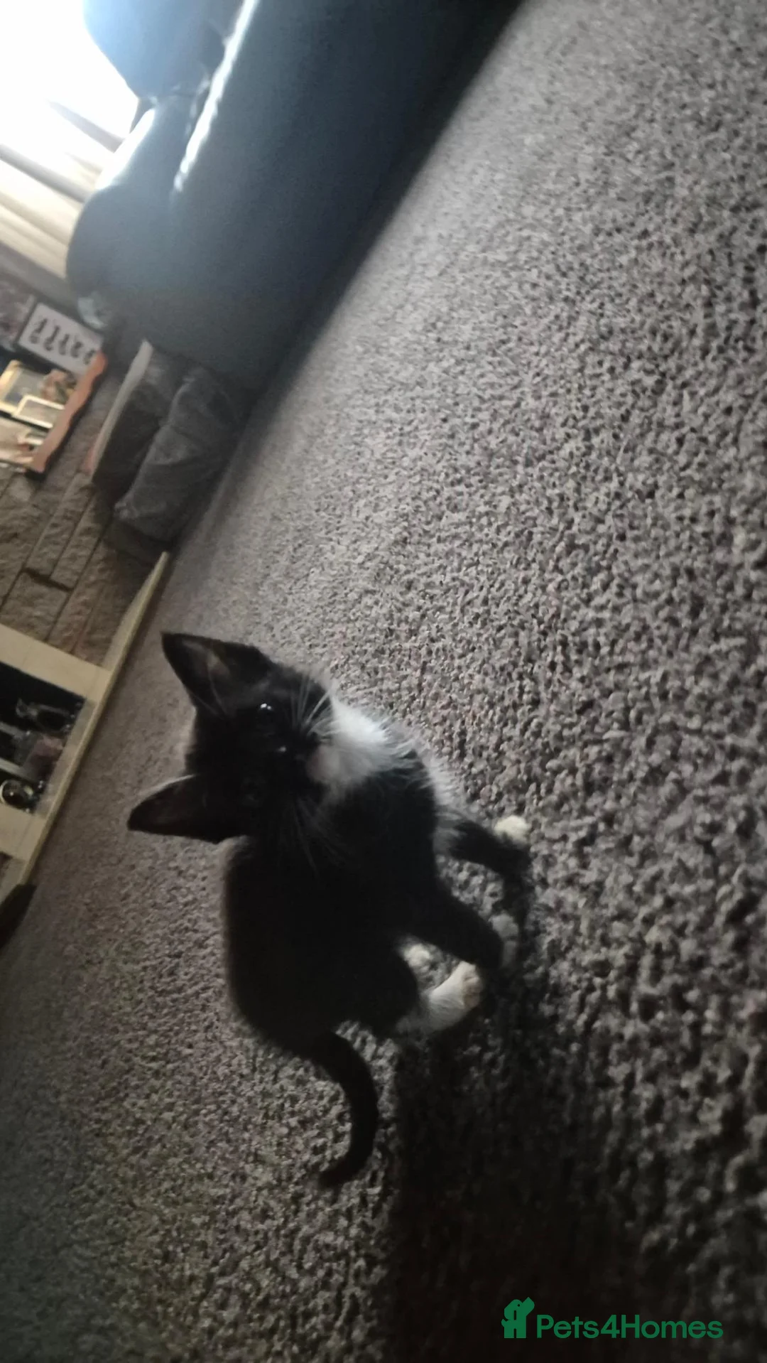 Mixed Breed cats for sale: Gorgeous male kittens in Alexandria - Advert 11