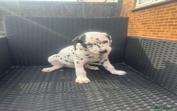 Dalmatian dogs for sale: Dalmatian puppies for sale  - Image 4