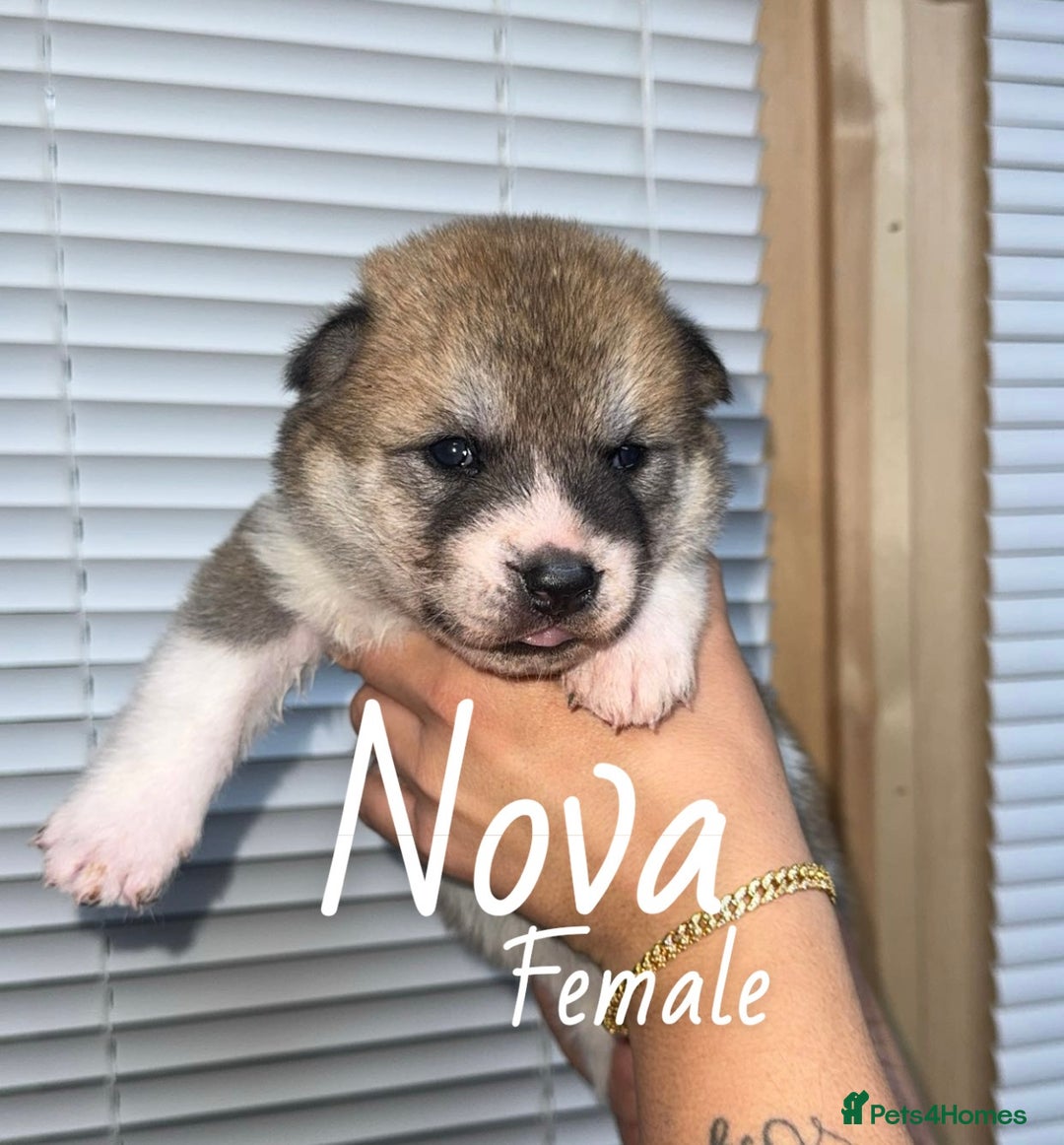 Akita dogs for sale: Akita pups  - Image 8