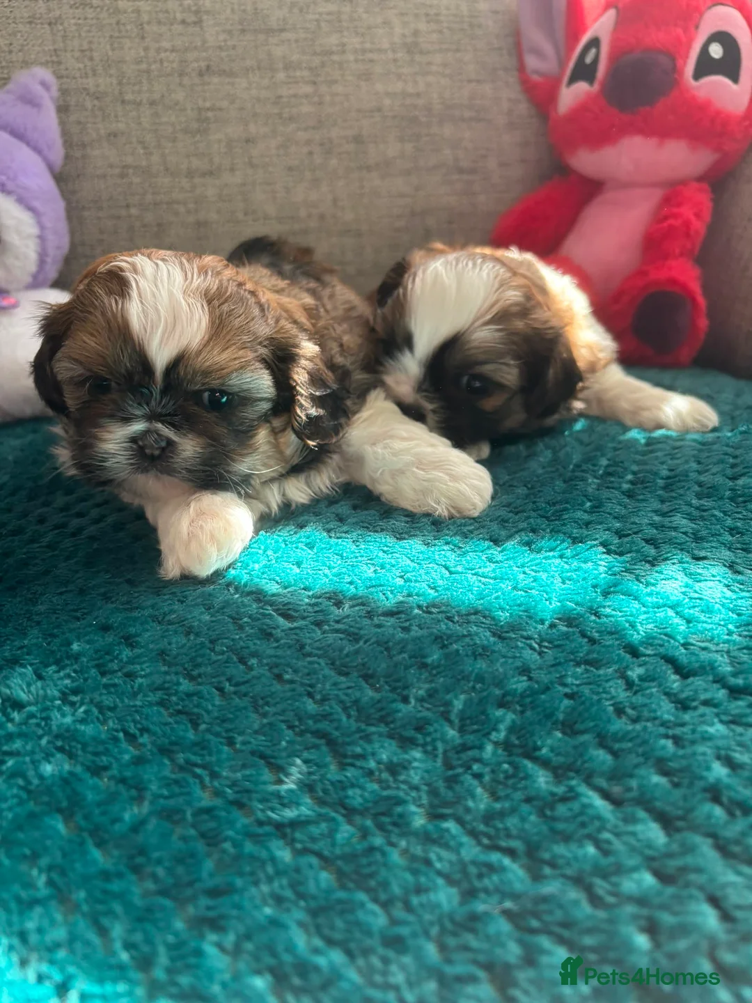 Shih Tzu dogs for sale: Shih tzu for sale. in Glasgow - Advert 2