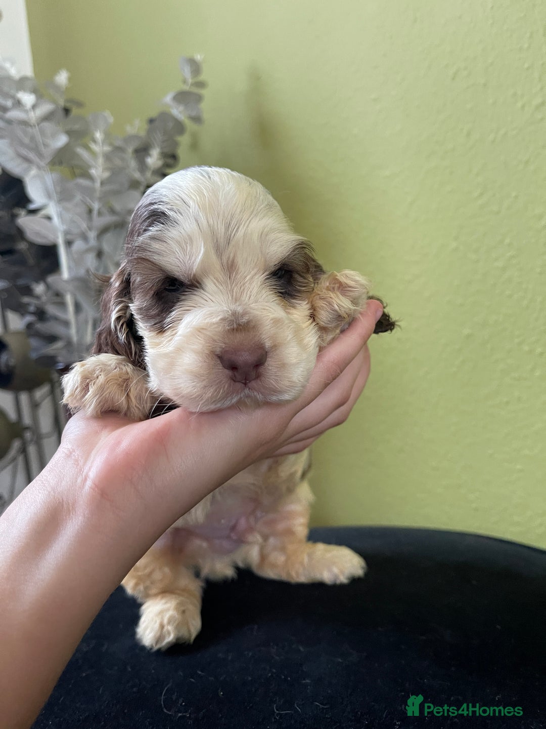 Cocker Spaniel dogs for sale: KC Show Chocolate Roan Boy! - ready 5th October!! - Image 6