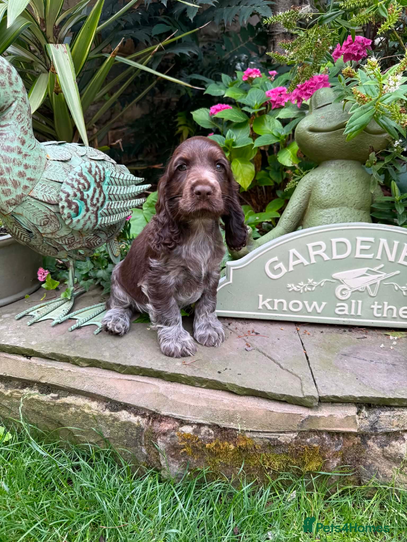 Cocker Spaniel dogs OUTSTANDING READY NOW KC SHOW COCKERS  - Advert 2