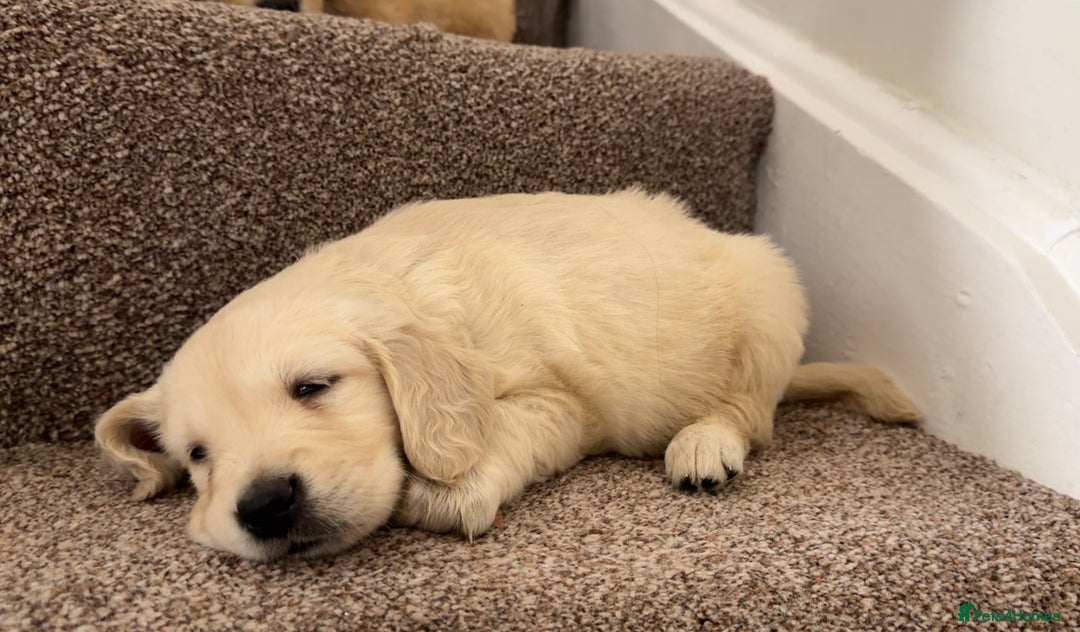 Golden Retriever dogs for sale: PEDIGREE HEALTH TESTED GOLDEN RETRIVER PUPPIES KC - Image 13