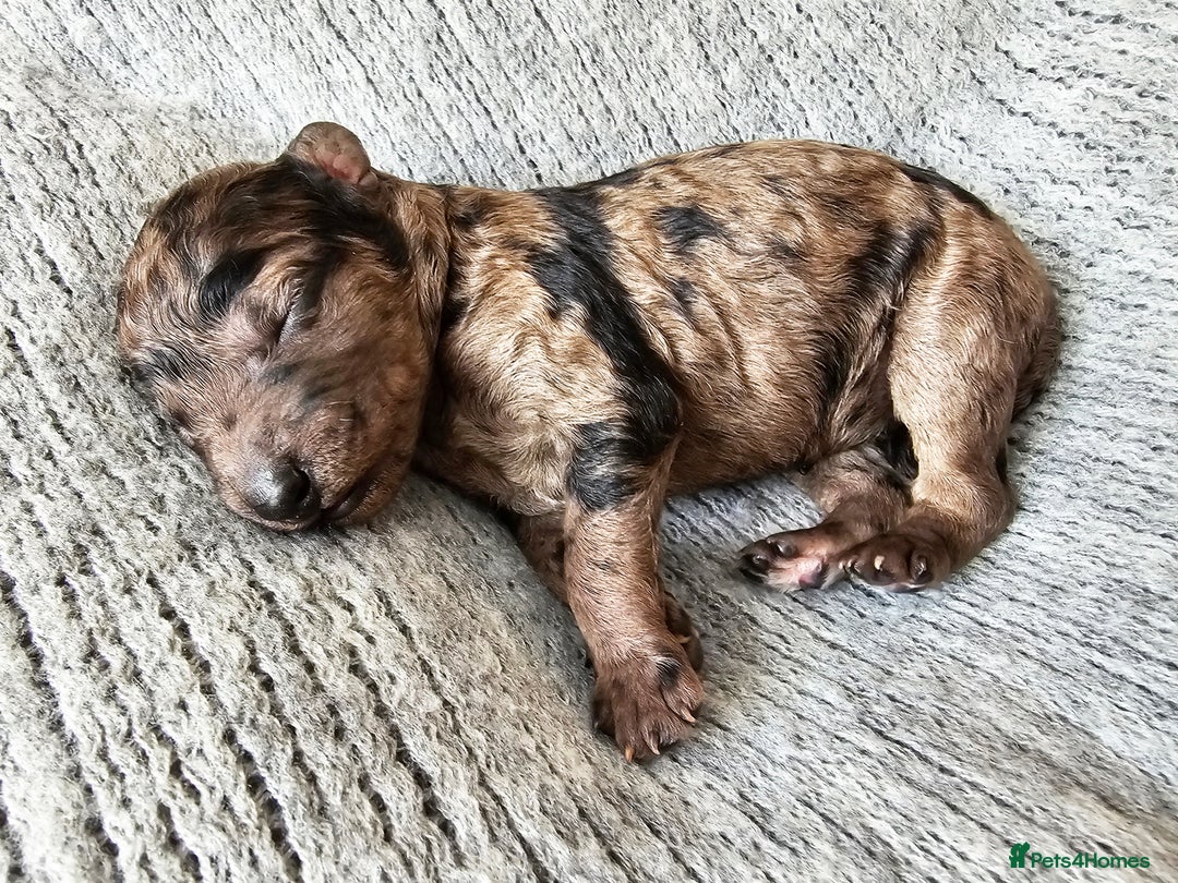 Goldendoodle dogs for sale: Exceptional Medium Goldendoodle pups for sale - Advert 14