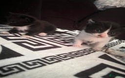 Mixed Breed cats for sale: Toxido kittens  - Image 2